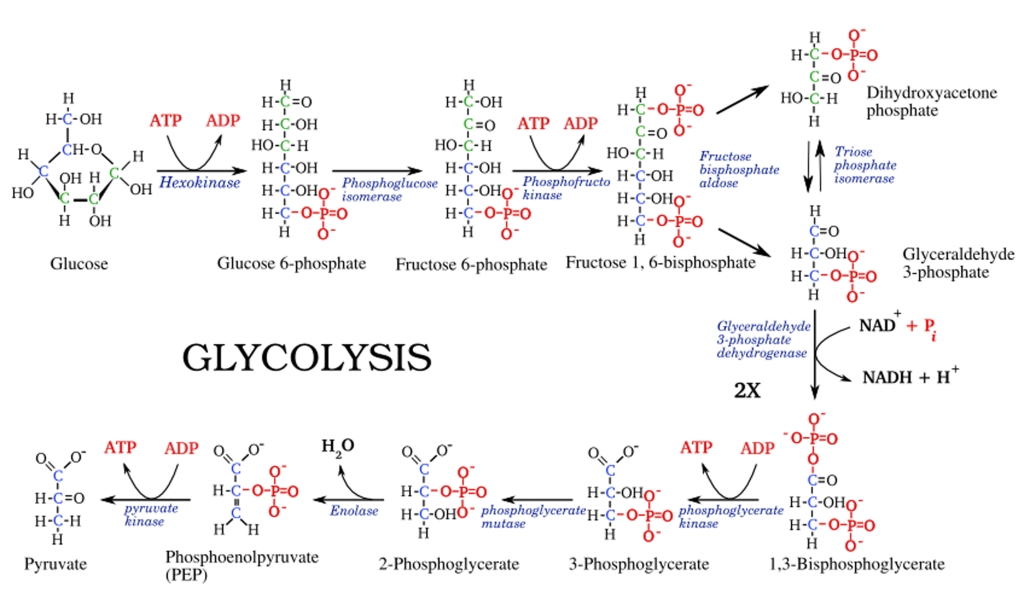 Glycolysis Overview