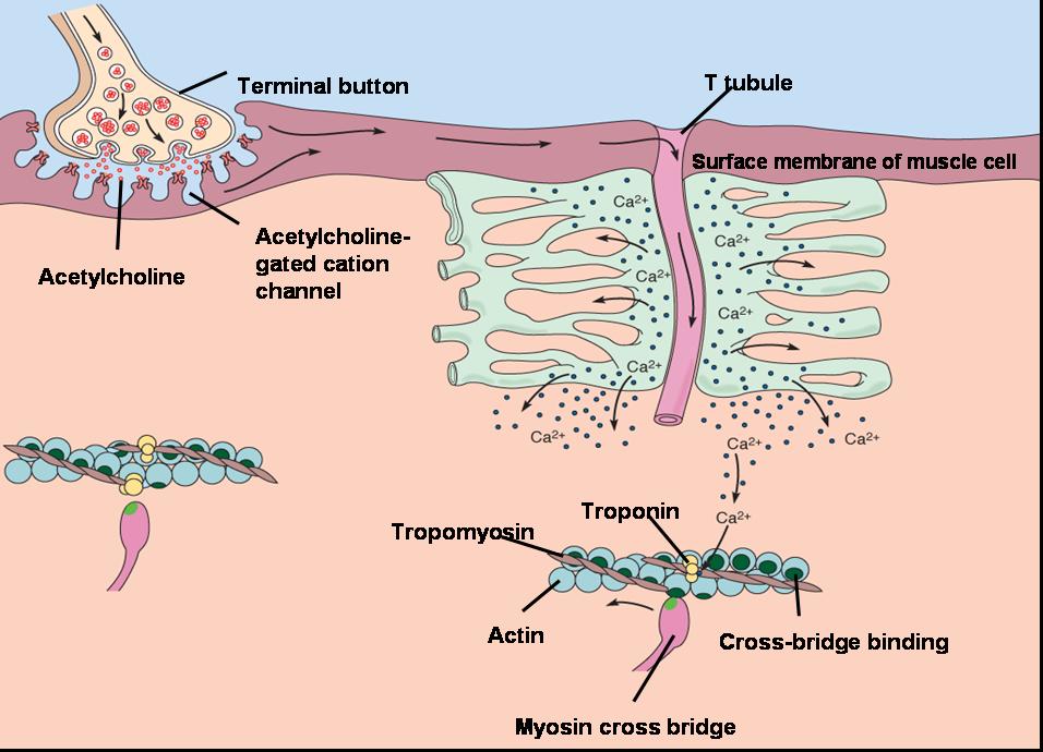 Sarcoplasmic Reticulum In Muscle Contraction