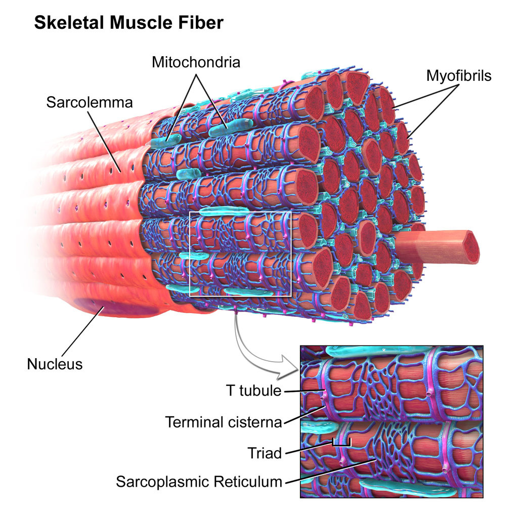 Skeletal Muscle Fiber