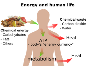 bioenergetics