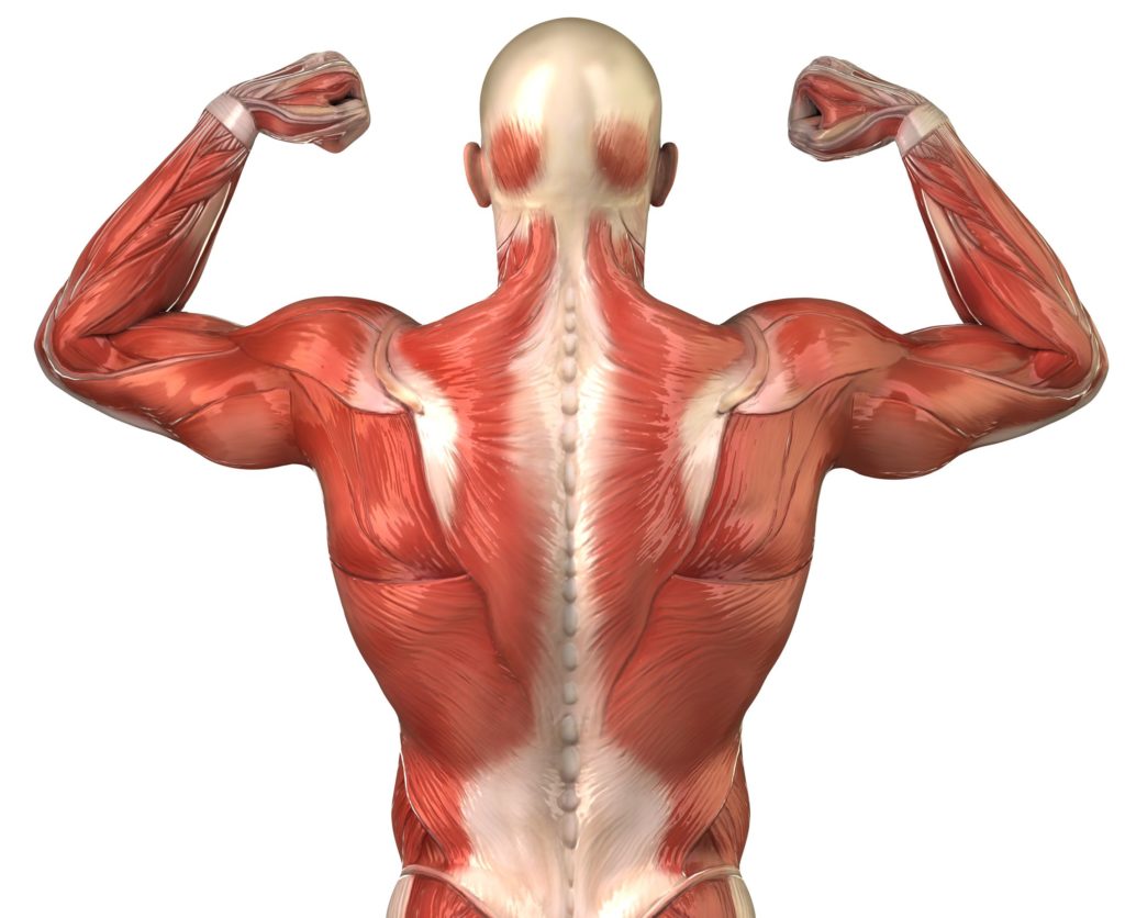 muscle fibers back