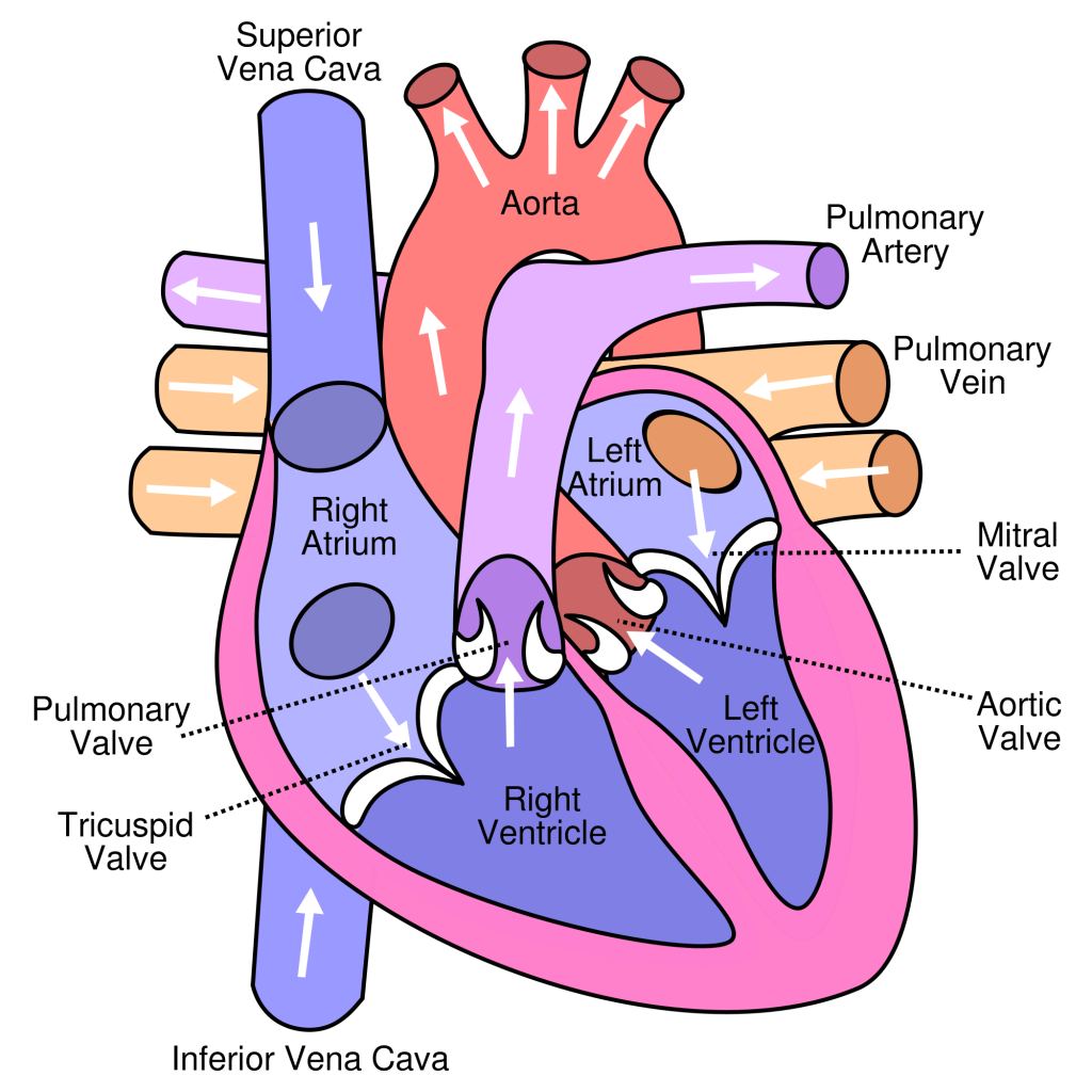 2017-07-15-cscs-daily-study-question-for-exercise-science