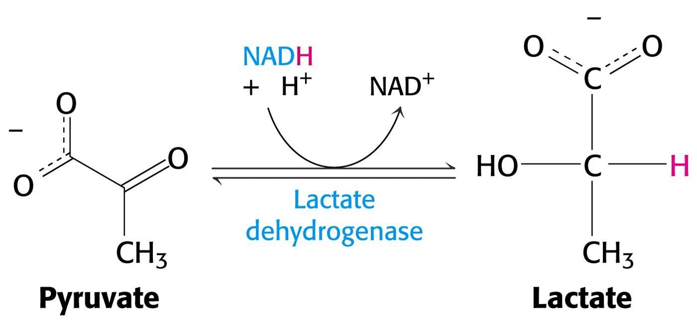 Пируват + над. Пируват + NADH + H+ = лактат + nad+. Пируват натрия. Пируват ДГ.