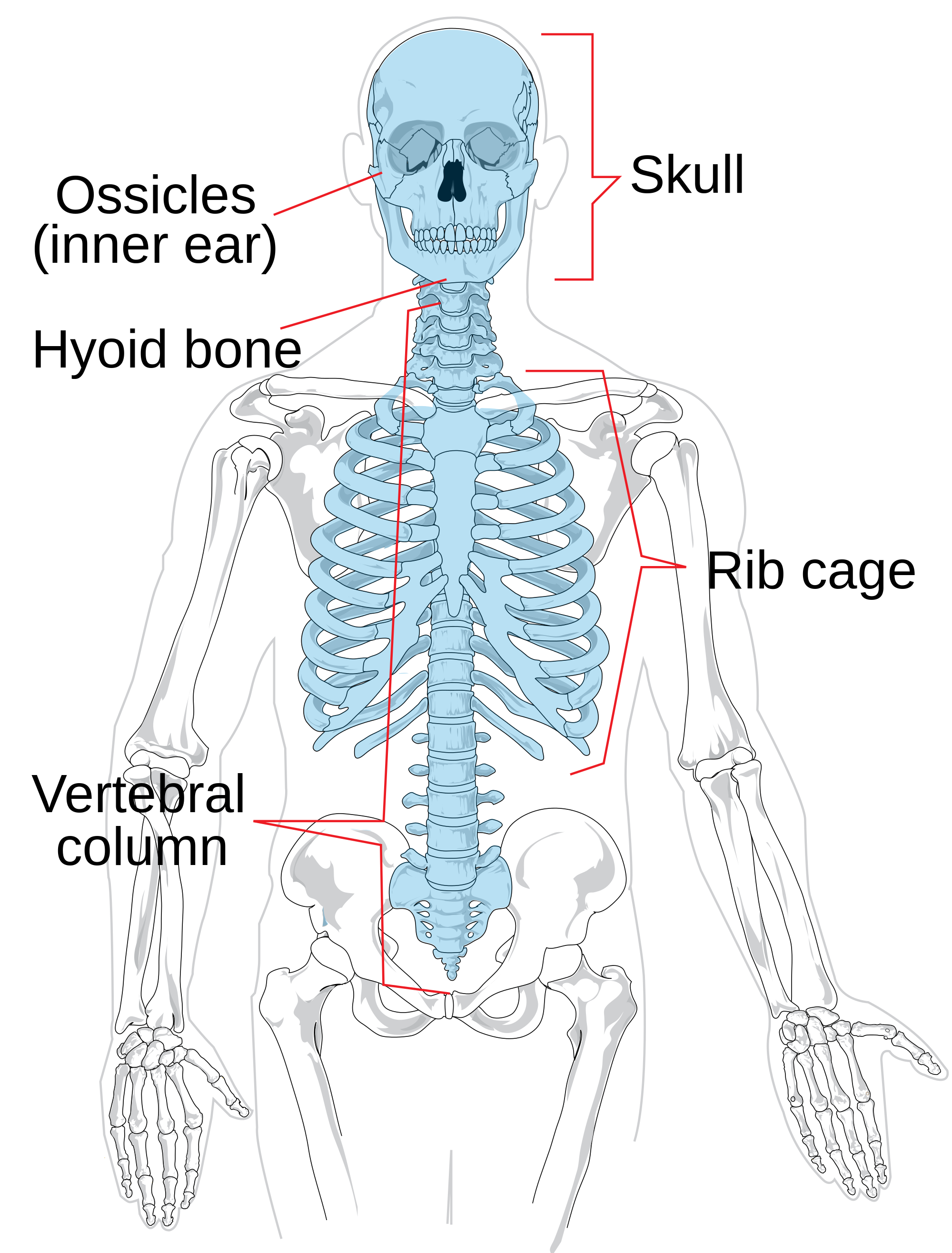 parts-of-the-axial-skeleton