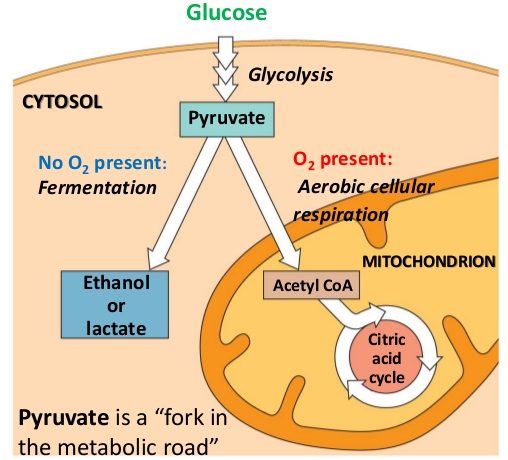 Glycolysis Questions: Study for the NSCA CSCS exam