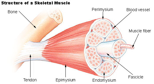 Muscle Cell