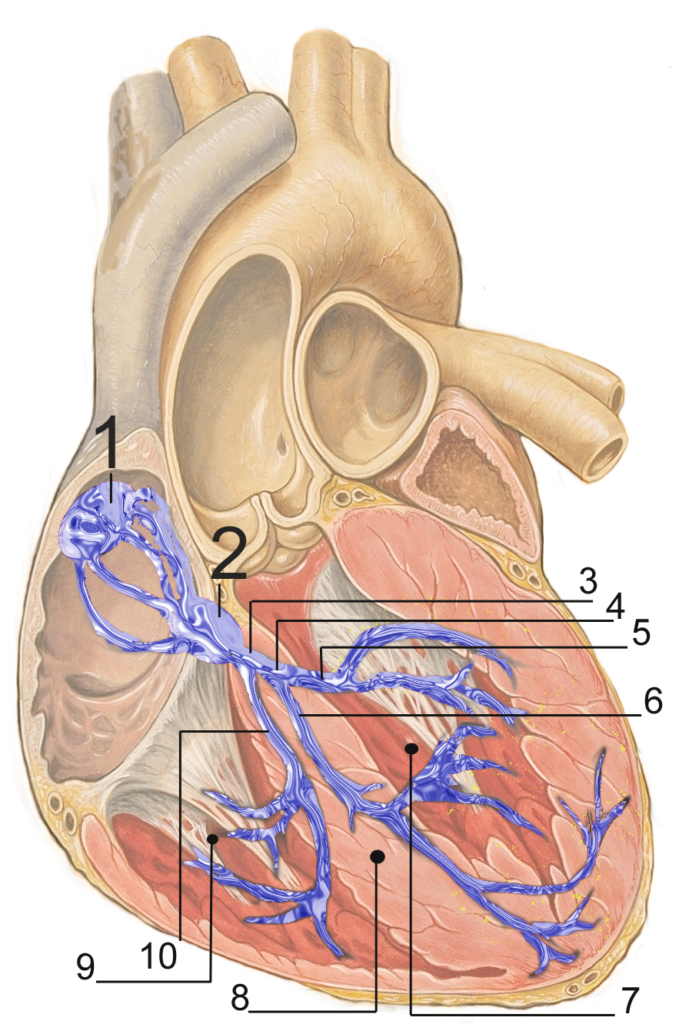 Heart Image